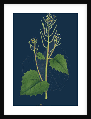 Sisymbrium Alliaria; Garlic Hedge-Mustard by Anonymous