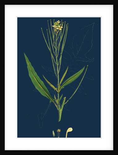 Sisymbrium Irio; London Rocket by Anonymous