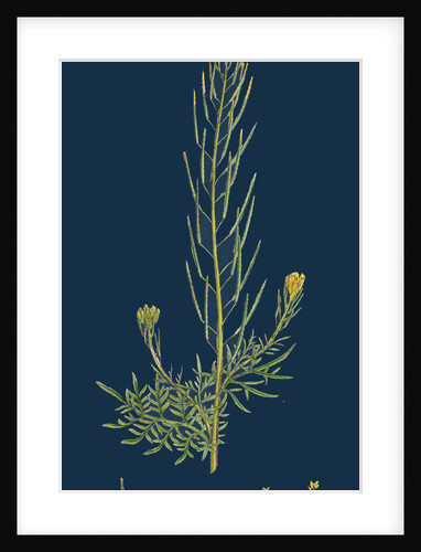 Sisymbrium Sophia; Flix-Weed by Anonymous