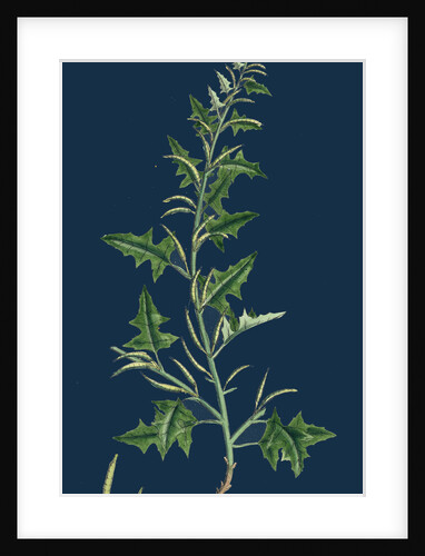 Sisymbrium Polyceratium; Prostate Hedge-Mustard by Anonymous
