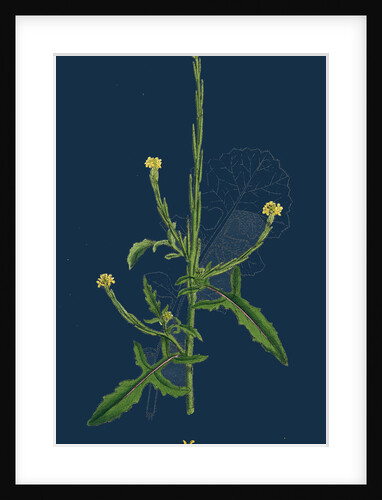 Sisymbrium Officinale; Common Hedge-Mustard by Anonymous