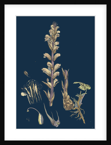 Orobanche Hederae; Ivy Broom-Rape by Anonymous