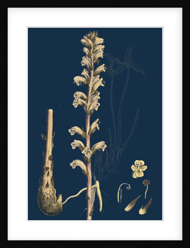 Orobanche Eu-Minor; Lesser Broom-Rape by Anonymous