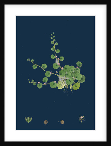 Sibthorpia Europaea; Cornish Moneywort by Anonymous