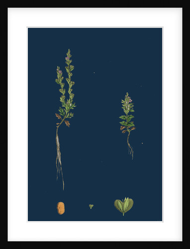 Veronica Verna; Vernal Speedwell by Anonymous