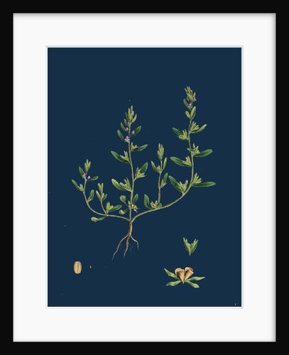 Veronica Peregrina; Annual Smooth Speedwell by Anonymous