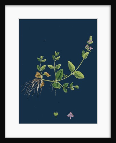 Veronica Humifusa; Prostrate Smooth Speedwell by Anonymous