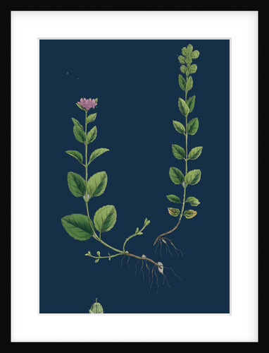 Veronica Alpina; Erect Alpine Speedwell by Anonymous