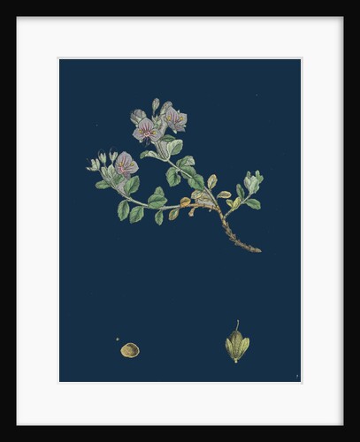 Veronica Saxatilis; Blue Rock Speedwell by Anonymous