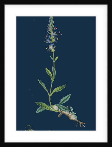 Veronica Spicata, Var. Genuina; Spiked Speedwell, Var. A. by Anonymous