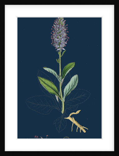 Veronica Spicata, Var. Hybrida; Spiked Speedwell, Var. B. by Anonymous