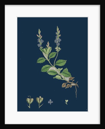 Veronica Officinalis, Var. Genuina; Common Speedwell, Var. A. by Anonymous
