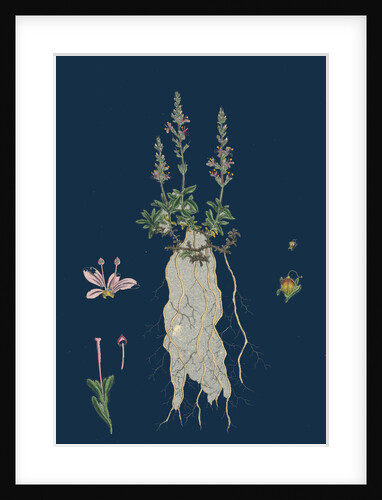 Veronica Officinalis, Var. Hirsuta; Common Speedwell, Var. B. by Anonymous