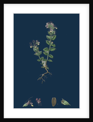 Euphrasia Officinalis, Var. Genuina; Common Eyebright, Var. A. by Anonymous