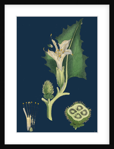 Datura Stramonium; Common Thorn-Apple by Anonymous