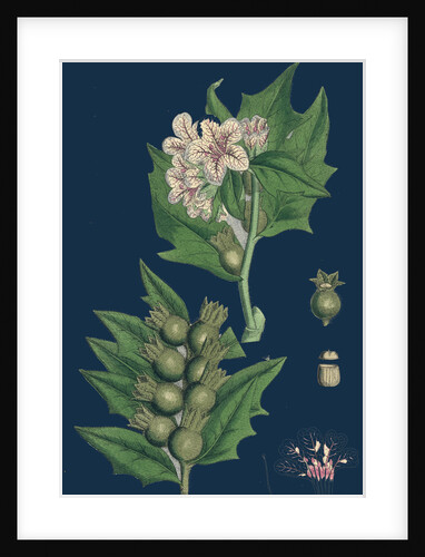 Hyoscyamus Niger; Common Henbane by Anonymous