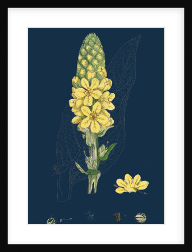 Verbascum Thapsus; Great Mullein by Anonymous