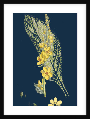 Verbascum Pulverulentum; Hoary Mullein by Anonymous