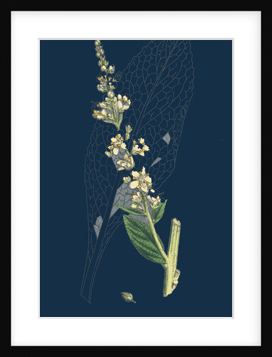 Verbascum Lychnitis; White Mullein by Anonymous