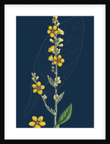 Verbascum Thapso-Nigrum; Hybrid Between Great and Dark Mulleins by Anonymous