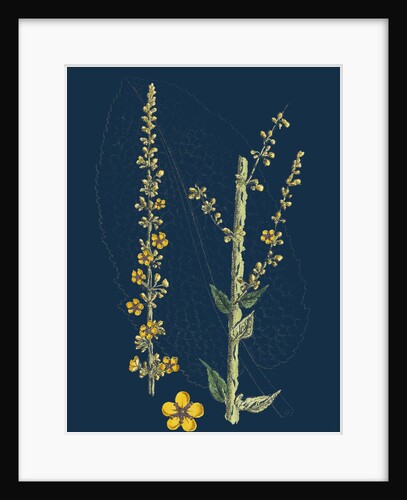 Verbascum Nigro-Pulverulentum; Hybrid Between Dark and Hoary Mulleins by Anonymous