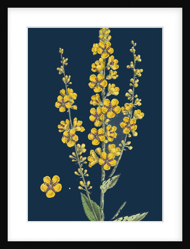 Verbascum Nigro-Lychnitis; Hybrid Between Dark and White Mulleins by Anonymous