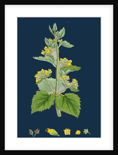 Scrophularia Vernalis; Yellow Figwort by Anonymous