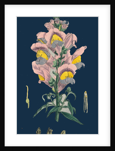 Antirrhinum Majus; Common Snapdragon by Anonymous