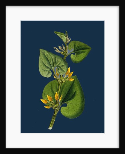 Aristolochia Clematitis; Common Birthwort by Anonymous