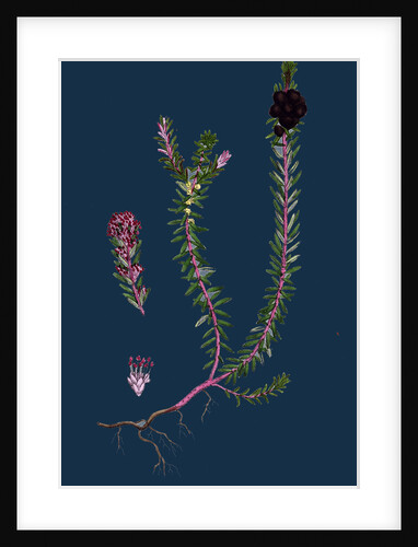 Empetrum Nigrum; Crow-Berry by Anonymous