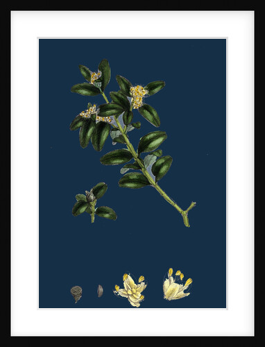 Buxus Sempervirens; Common Box by Anonymous