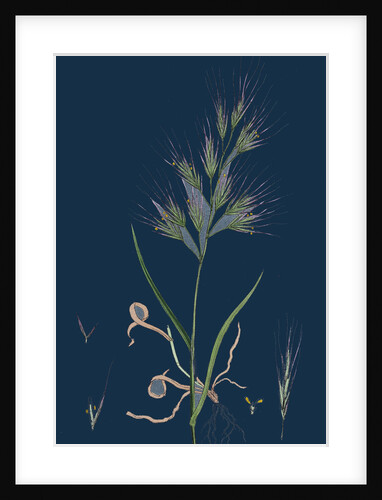 Bromus Madritensis; Upright Annual Brome-Grass by Anonymous