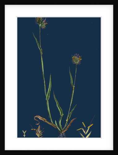 Cynosurus Echinatus; Rough Dog's-Tail-Grass by Anonymous