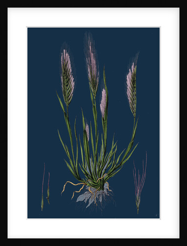 Festuca Uniglumis; Single-Glumed Fescue-Grass by Anonymous