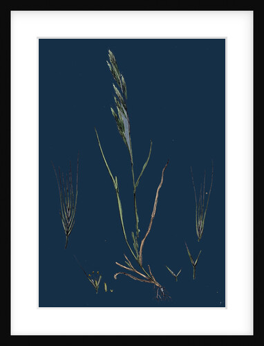 Festuca Sciuroides; Barren Fescue-Grass by Anonymous