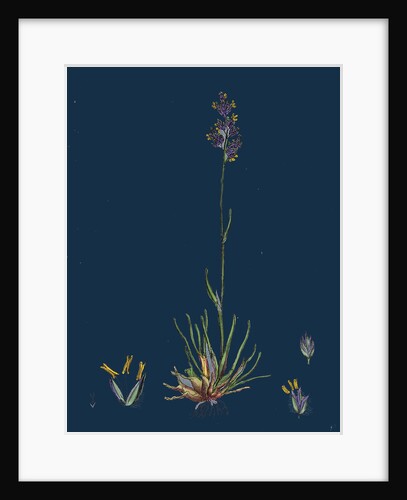 Poa Bulbosa; Bulbous Meadow-Grass by Anonymous