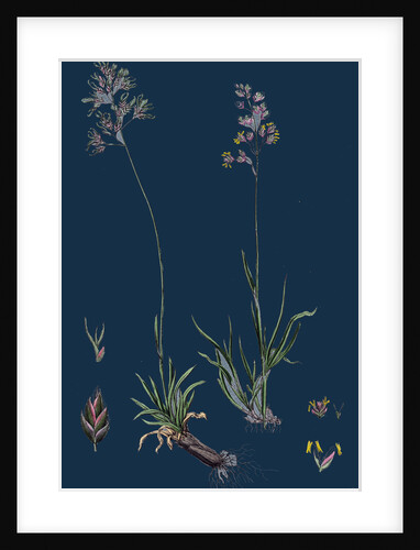 Poa Alpine; Alpine Meadow-Grass by Anonymous