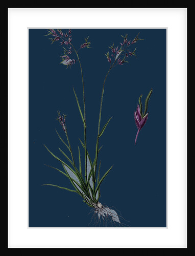 Poa Stricta; Straight-Stemmed Meadow-Grass by Anonymous