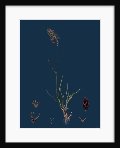 Poa Eu-Laxa; Wavy Meadow-Grass by Anonymous