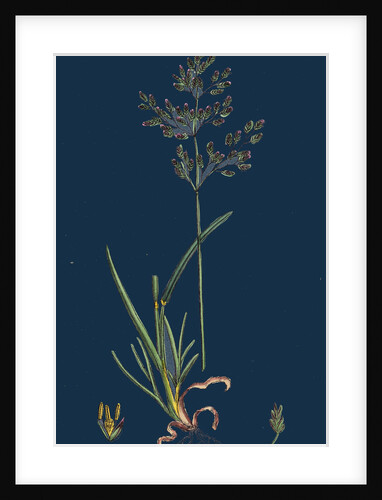 Poa Caesia; Caesious Meadow-Grass by Anonymous