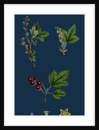 Ribes Alpinum; Tasteless Mountain Currant by Anonymous