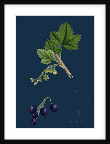 Ribes Nigrum; Black Currant by Anonymous