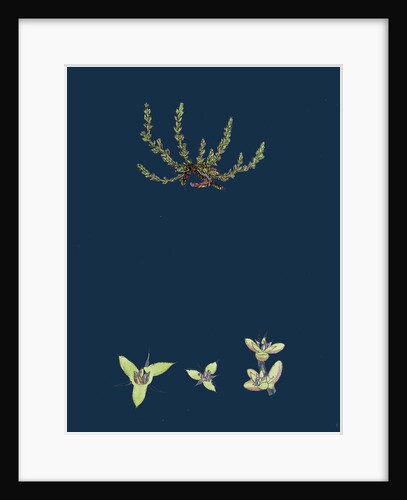 Tillaea Muscosa; Mossy Tillaea by Anonymous