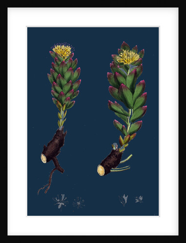 Sedum Rhodiola; Rose-Root by Anonymous