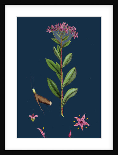 Sedum Fabaria; Narrow-Leaved Orpine by Anonymous