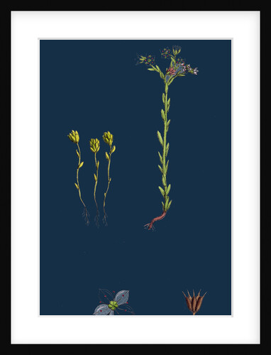 Sedum Villosum; Hairy Stone-Crop by Anonymous