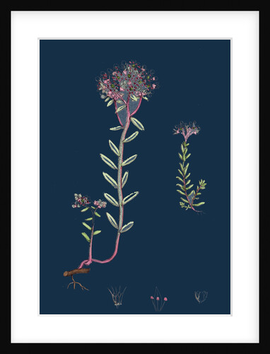 Sedum Eu-Album; Sedum Album and Sedum Micranthum; White Stone-Crop by Anonymous