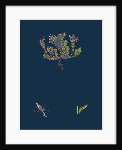 Sedum Anglicum; English Stone-Crop by Anonymous