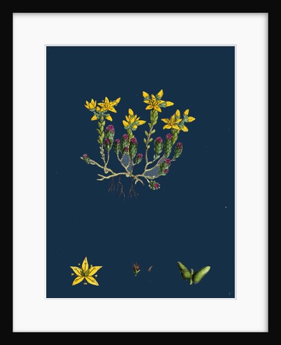 Sedum Acre; Biting Stone-Crop by Anonymous