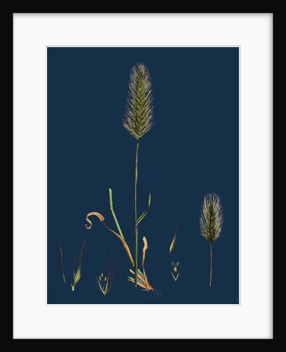 Hordeum Maritimum; Sea Barley by Anonymous